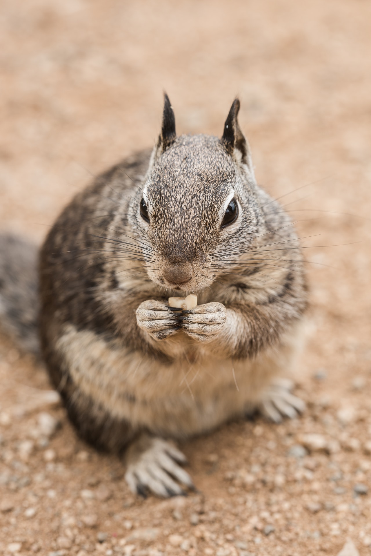close up photography of a gray squirrel 4618545 Vitamina E, paladina delle cellule.