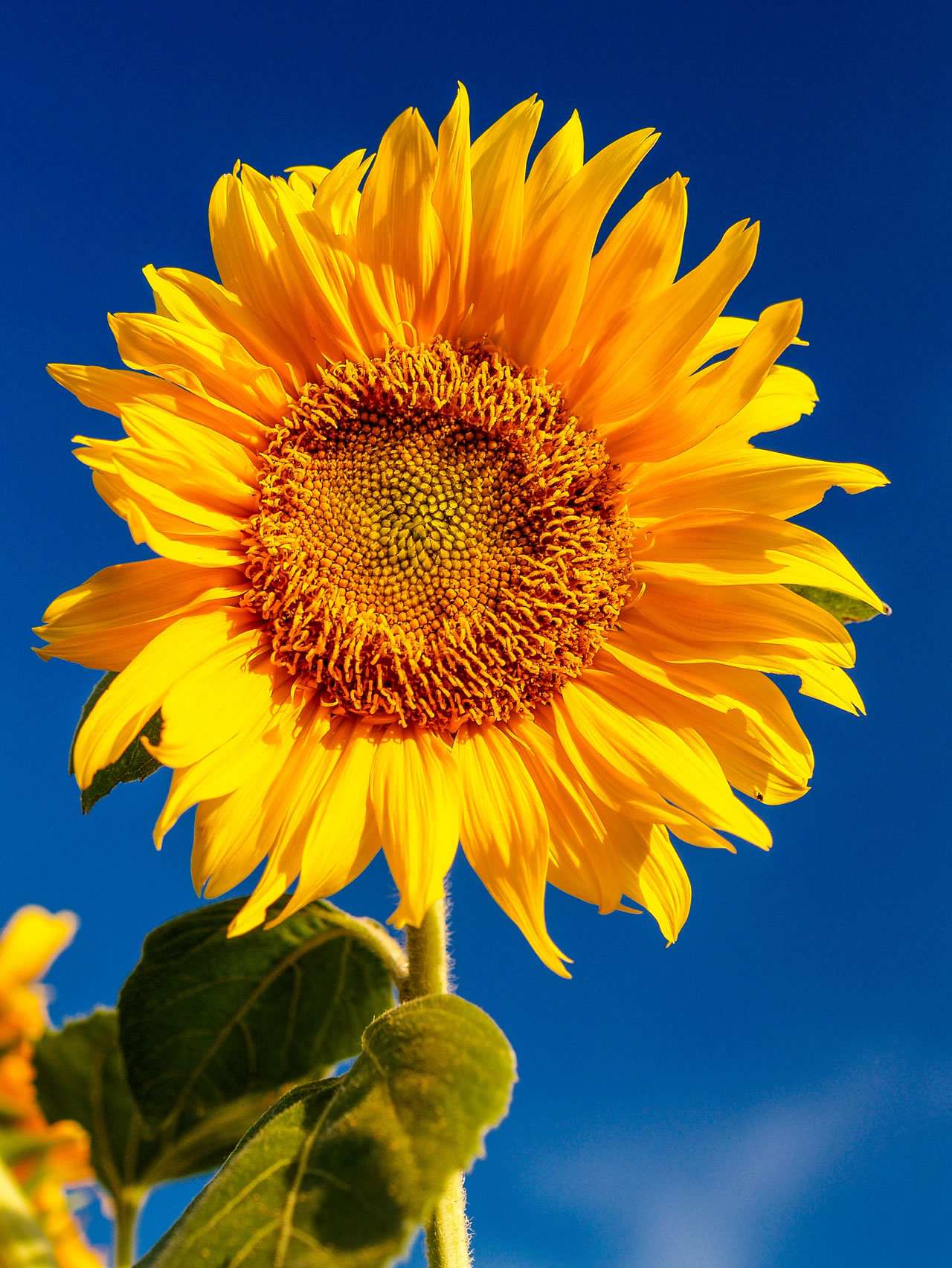 sunflower 2 Vitamina E, paladina delle cellule.